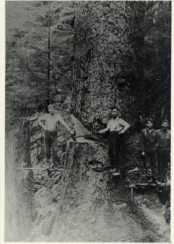 Loggers cut big tree