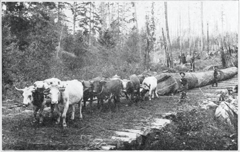 Oxen pull logs on log skids